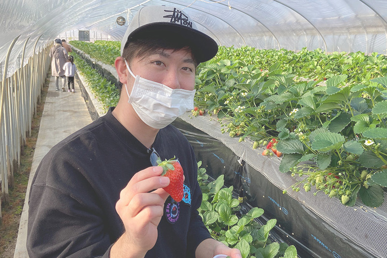 あきらいちご園苺狩り4月