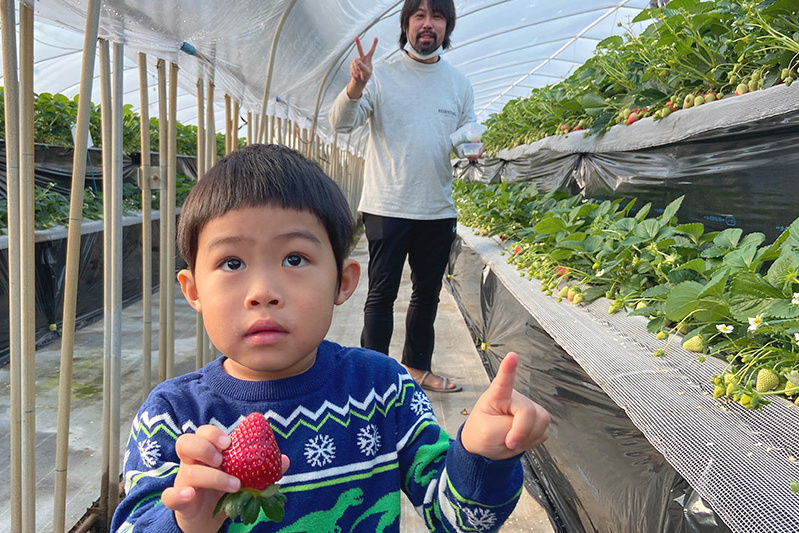 あきらいちご園苺狩り4月