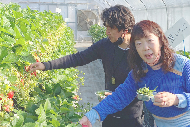 あきらいちご園苺狩り4月