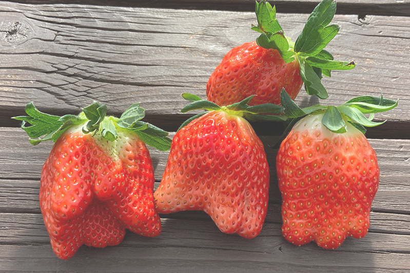 あきらいちご園苺狩り4月