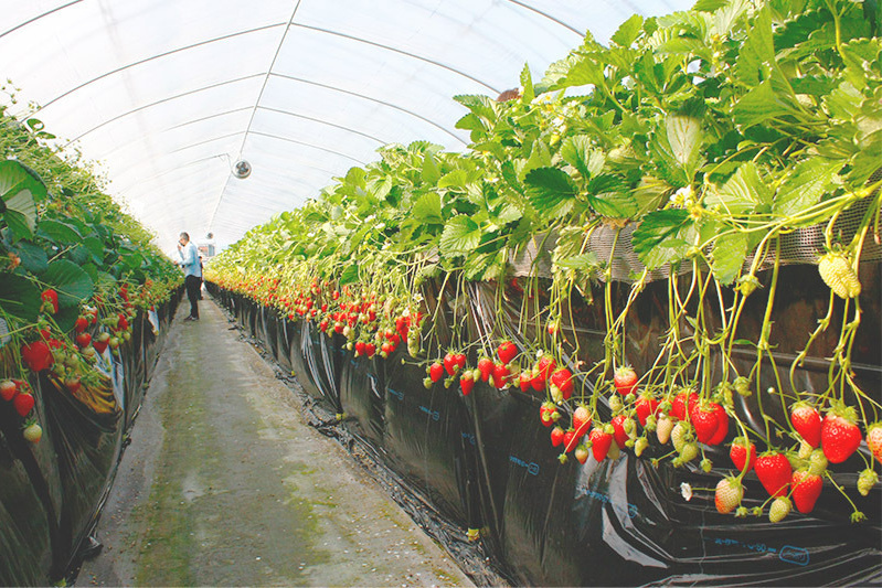 あきらいちご園苺狩り4月