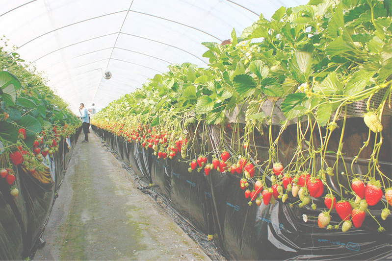 あきらいちご園苺狩り4月