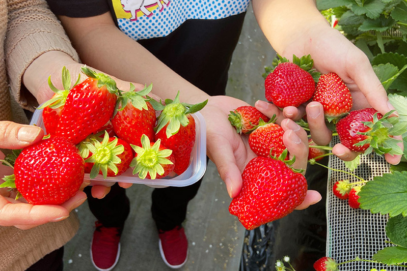 あきらいちご園苺狩り4月