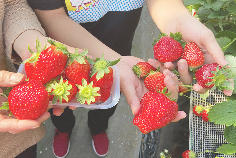 あきらいちご園苺狩り4月