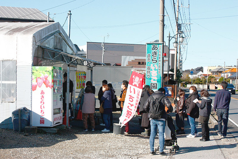 あきらいちご園苺狩り4月