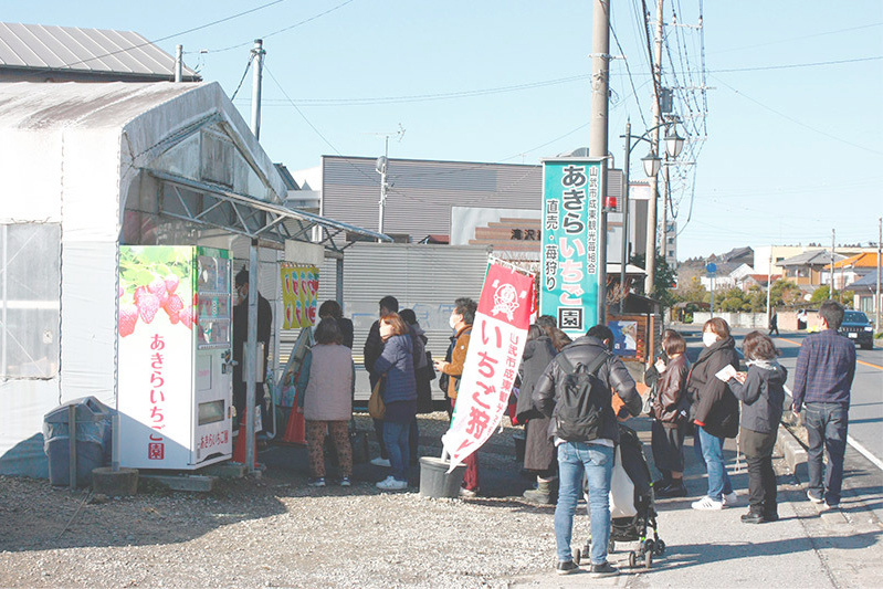 あきらいちご園苺狩り4月