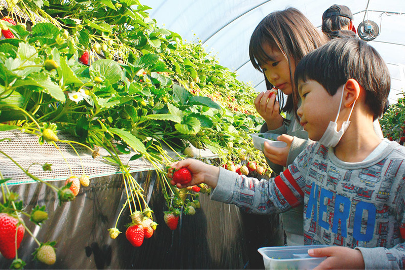 あきらいちご園苺狩り4月