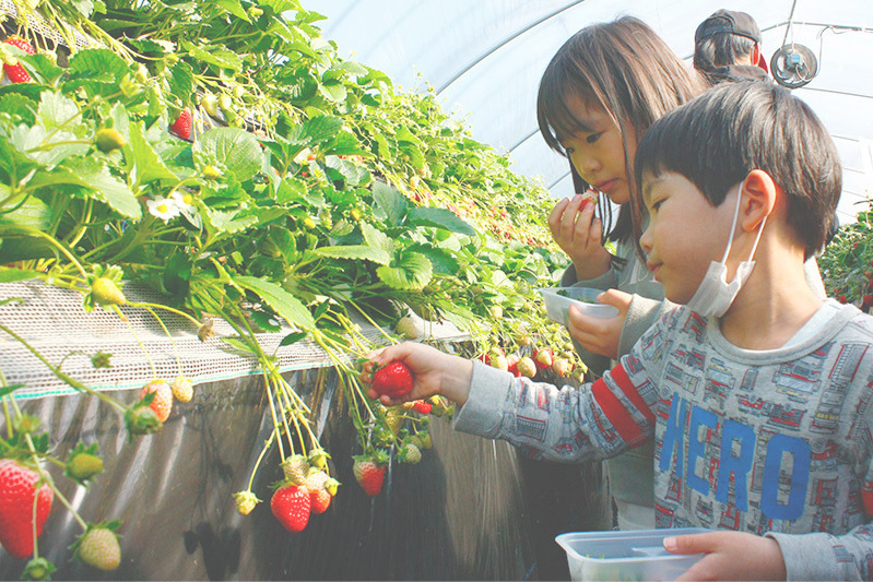 あきらいちご園苺狩り4月