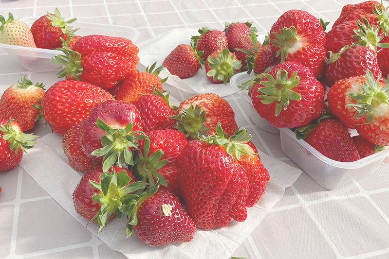 あきらいちご園苺狩り4月