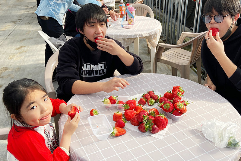 あきらいちご園苺狩り4月