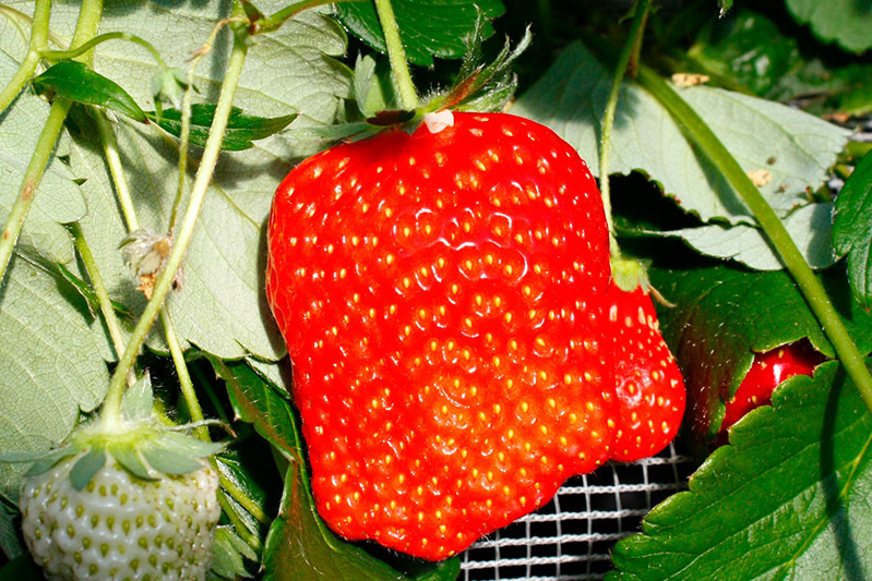 あきらいちご園苺狩り4月