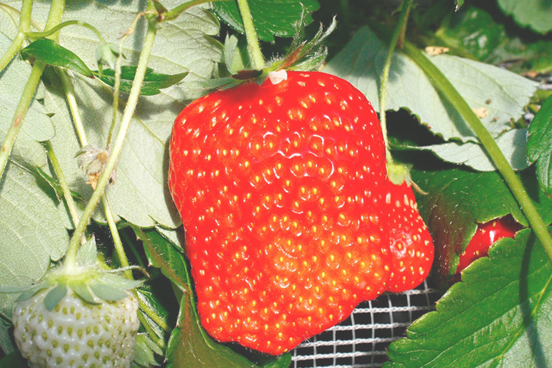 あきらいちご園苺狩り4月