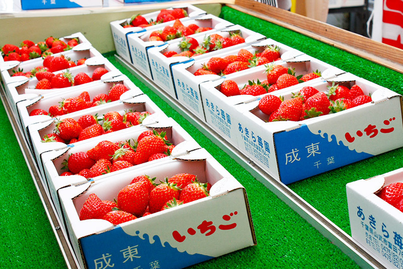 あきらいちご園苺狩り4月