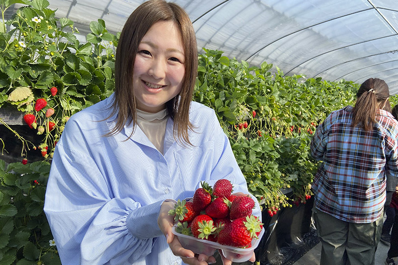 あきらいちご園苺狩り4月