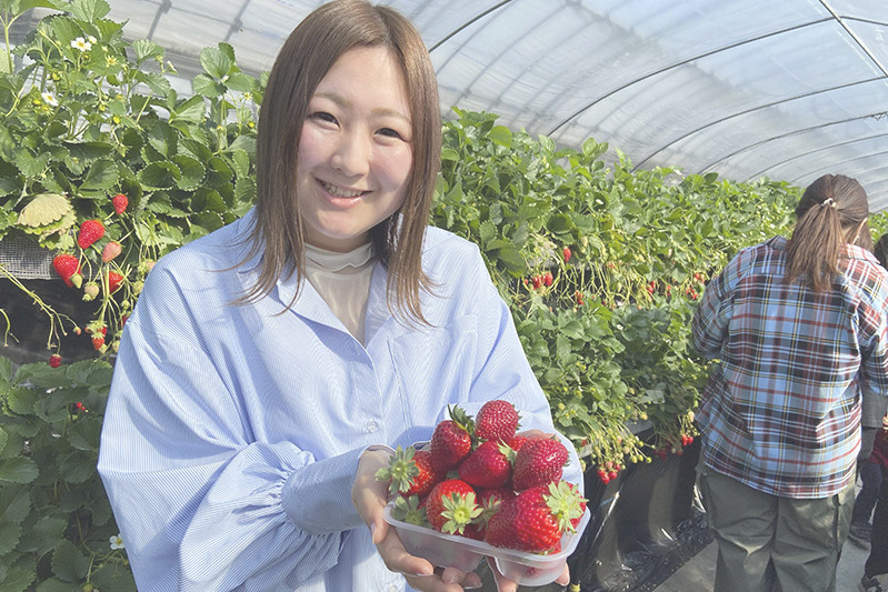 あきらいちご園苺狩り4月
