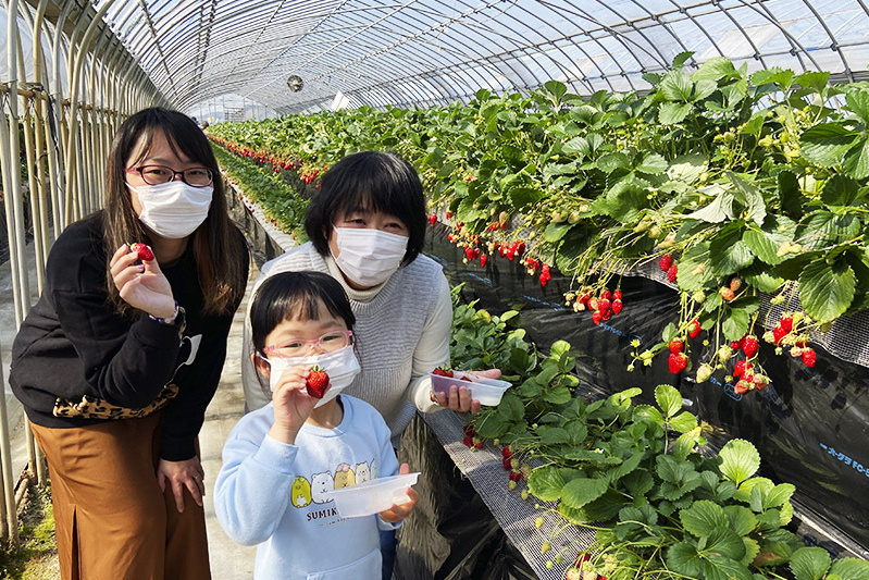 あきらいちご園苺狩り4月