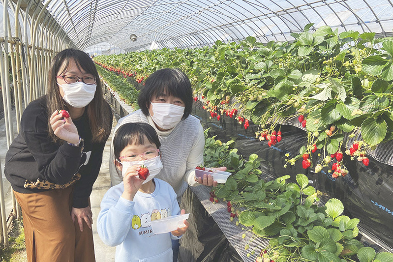 あきらいちご園苺狩り4月