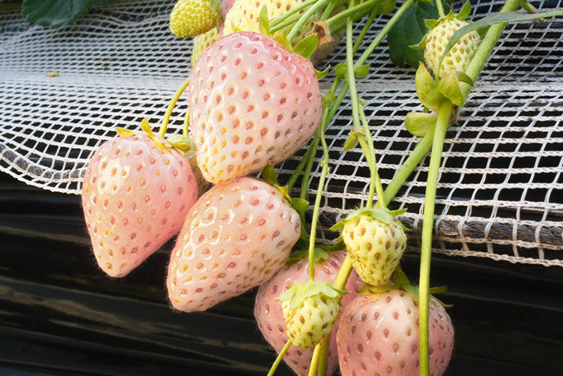 あきらいちご園苺狩り4月