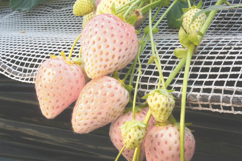 あきらいちご園苺狩り4月