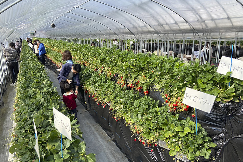 あきらいちご園苺狩り4月