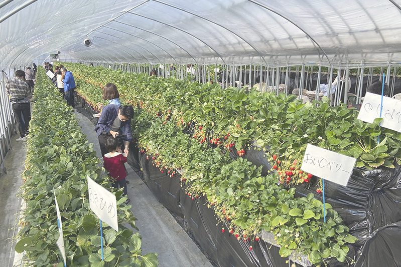 あきらいちご園苺狩り4月