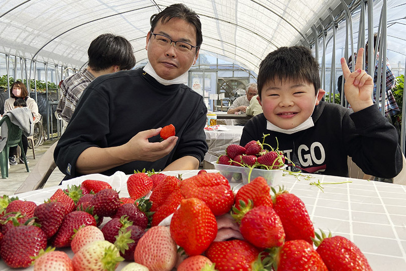 あきらいちご園苺狩り4月