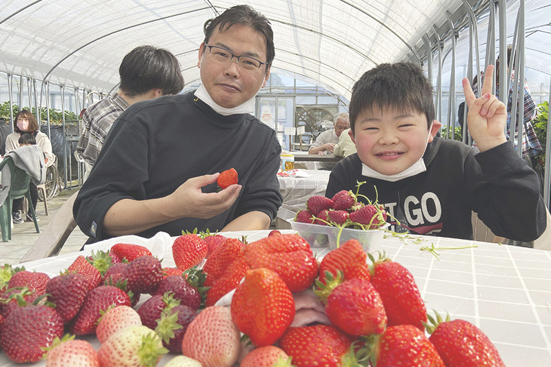 あきらいちご園苺狩り4月