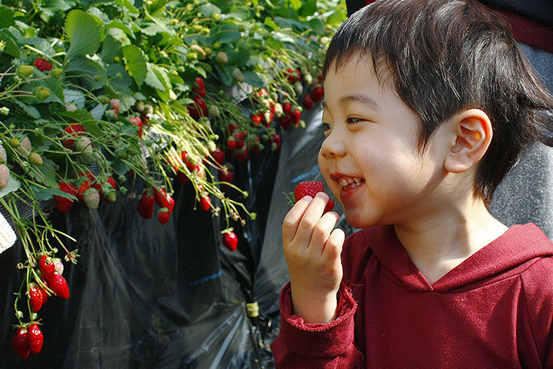 あきらいちご園苺狩り4月