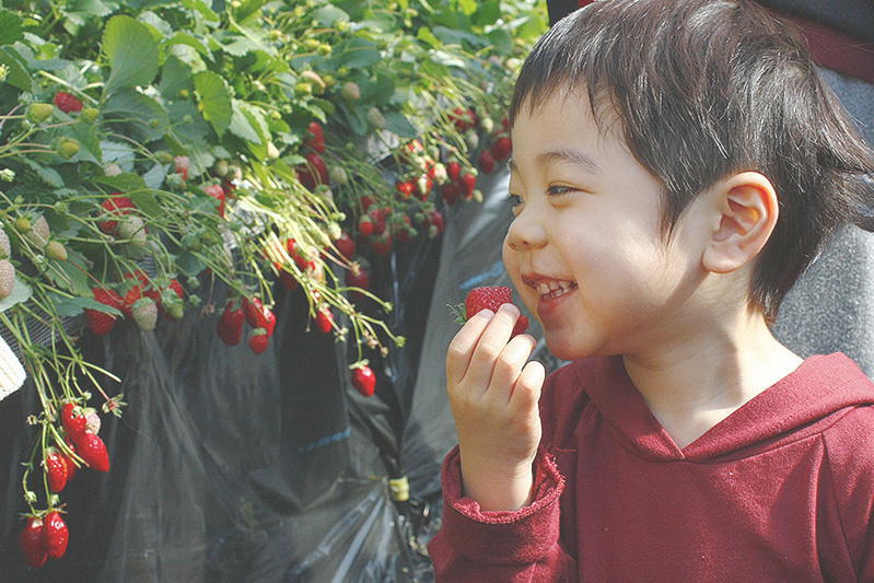 あきらいちご園苺狩り4月