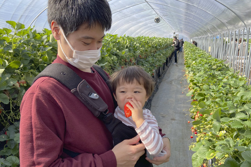 あきらいちご園苺狩り4月