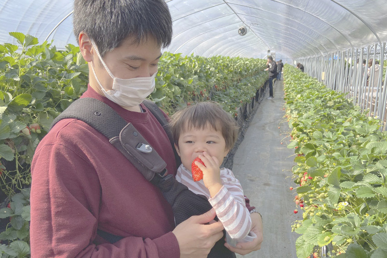 あきらいちご園苺狩り4月