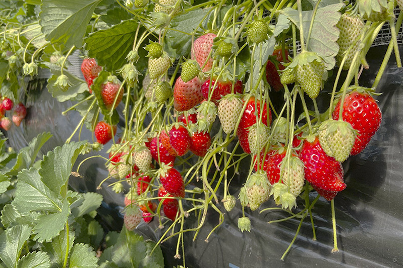 あきらいちご園苺狩り4月
