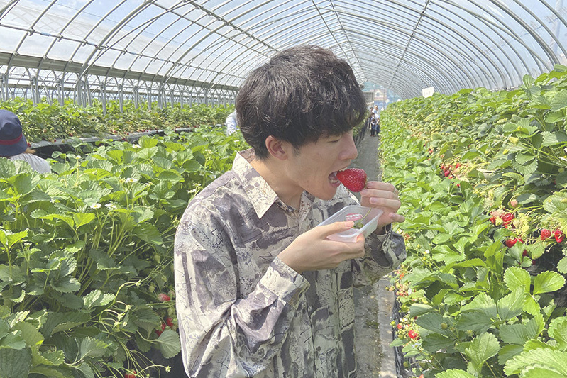 あきらいちご園苺狩り4月