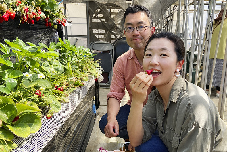 あきらいちご園苺狩り4月