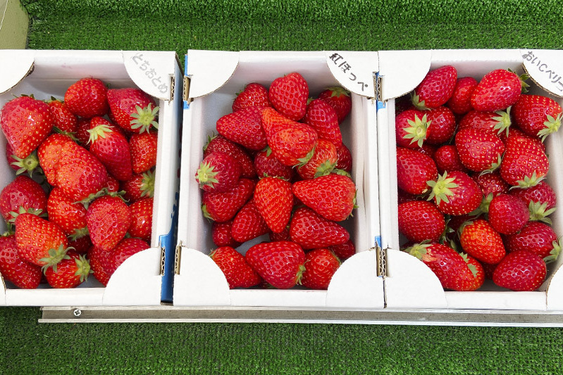 あきらいちご園苺狩り4月