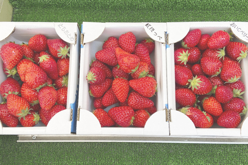 あきらいちご園苺狩り4月