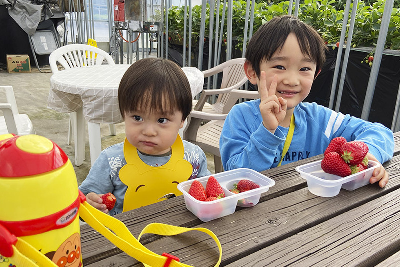 あきらいちご園苺狩り4月