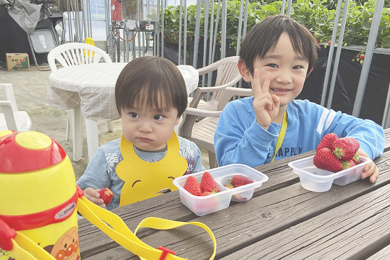 あきらいちご園苺狩り4月