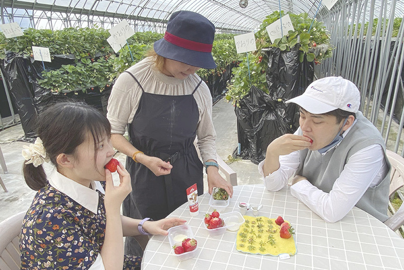 あきらいちご園苺狩り4月