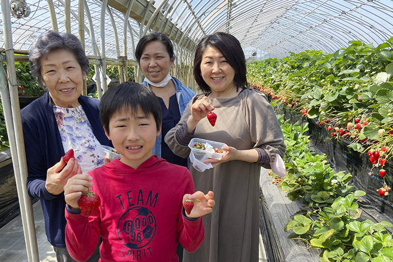あきらいちご園苺狩り4月