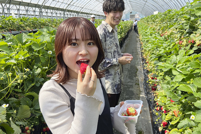 あきらいちご園苺狩り4月