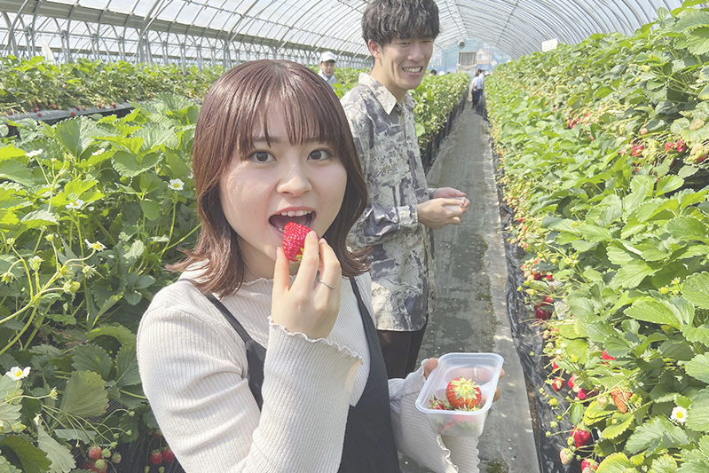 あきらいちご園苺狩り4月
